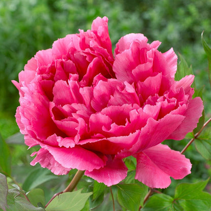 'SMART AND BRIGHT ROSE' 俊艳红 Tree Peony (Paeonia x suffruticosa 'Jun Yan Hong/exceptional' )