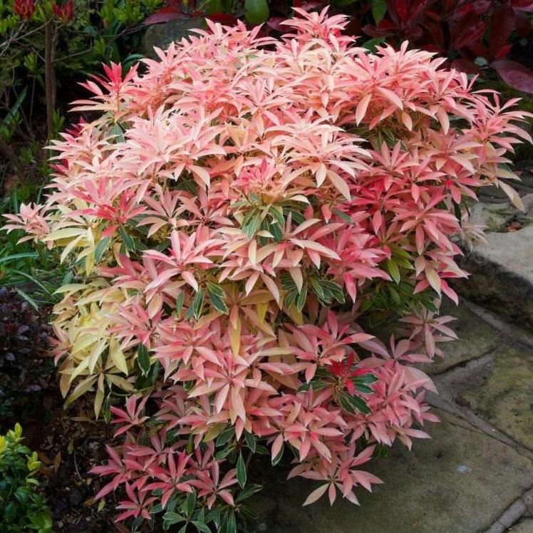 'FLAMING SILVER' Andromeda (Pieris japonica x 'flaming silver')
