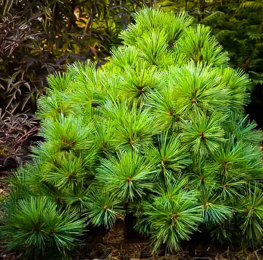 'SHAGGY DOG' Dwarf White Pine (Pinus strobus var. 'shaggy dog')