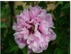 'PINK JADE CROWN' 粉冠冠珠 Tree Peony (Paeonia x suffruticosa 'lan guan yu zhu/pink jade crown')