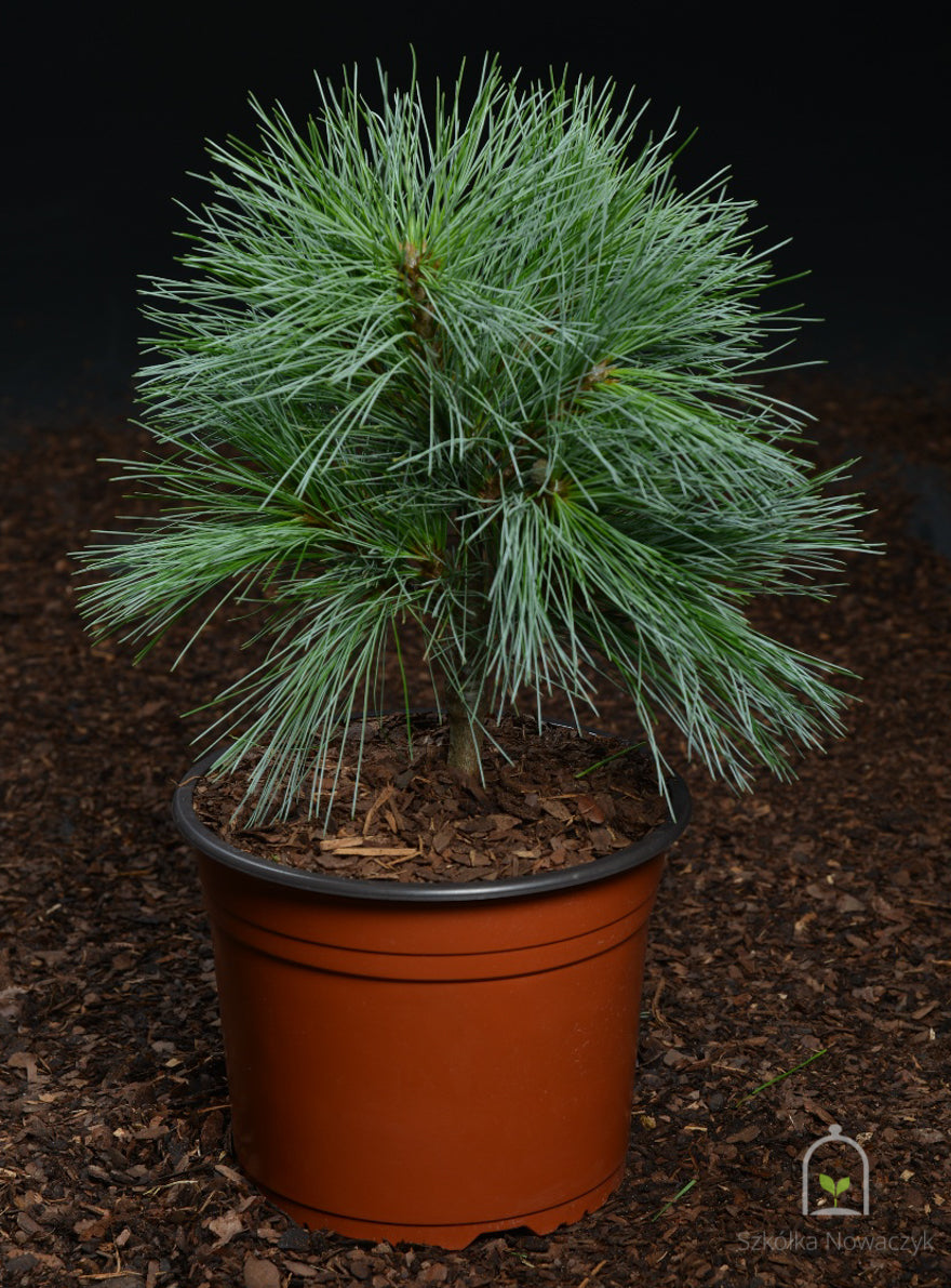 'CONNECTICUT SLATE' Dwarf White Pine (Pinus strobus var. 'connecticut slate')