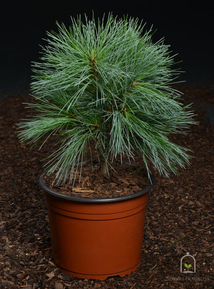 'CONNECTICUT SLATE' Dwarf White Pine (Pinus strobus var. 'connecticut slate')