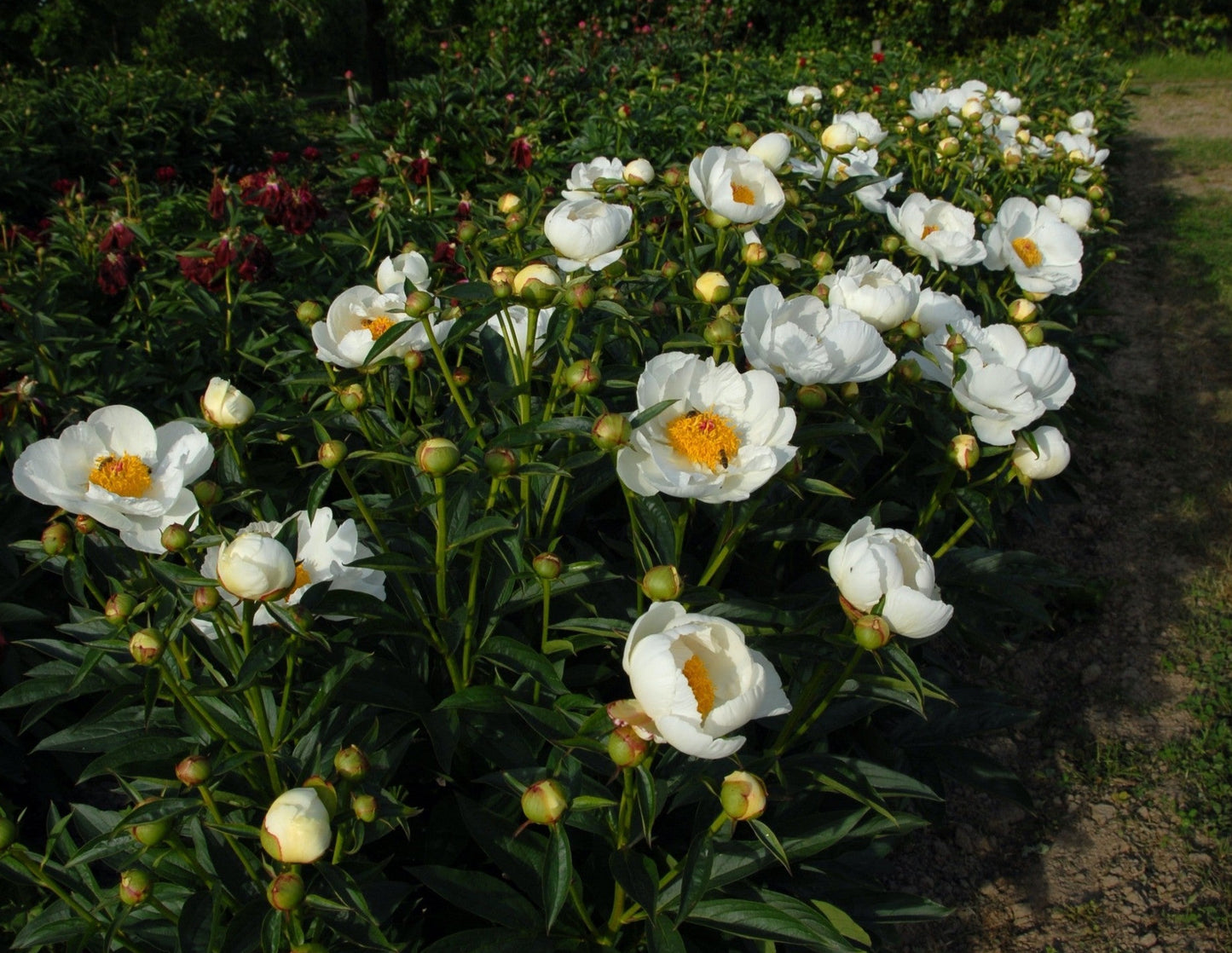 'IVORY ATLAS' Peony (Paeonia x lactiflora 'ivory atlas')