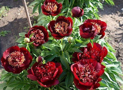 'CHOCOLATE SOLDIER' Peony (Paeonia x officinalis 'chocolate soldier')