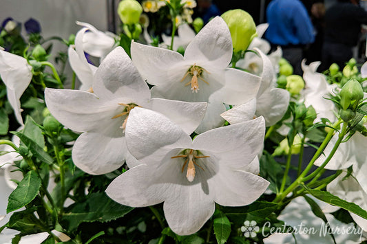 'POP STAR WHITE' Harebells (Platycodon x grandiflorus 'pop star white')