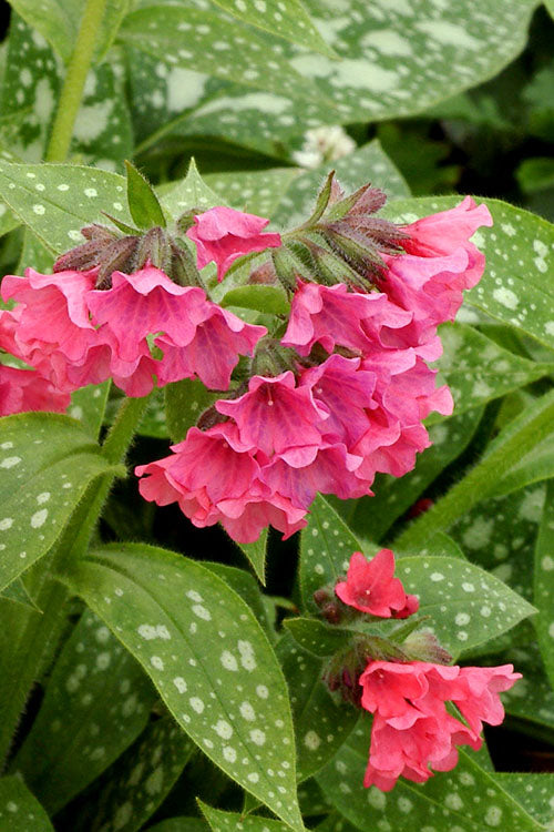 'SHRIMPS ON THE BARBIE' Lungwort (Pulmonaria x 'shrimps on the barbie')