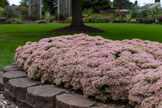 'PURE JOY' Stonecrop (Sedum x 'pure joy')