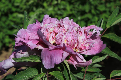 'MYRIAD OF THREADS' 千丝万缕 Tree Peony (Paeonia x suffruticosa 'qian si wan lu/endeavors')