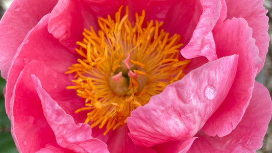 'QUEEN ROSE' Peony (Paeonia albiflora x lobata 'queen rose')