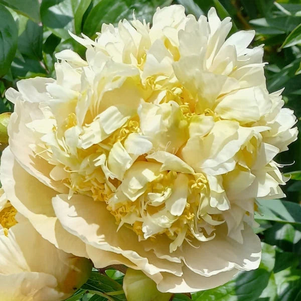 'QUITZIN' Peony (Paeonia x lactiflora 'quitzin') – Champlain Peony Company