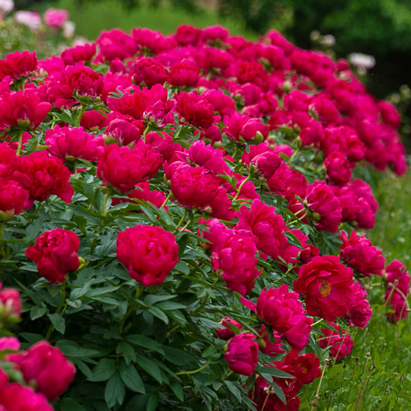 'LADYBUG' 黑虫红 Peony (Paeonia x lactiflora 'hei chong hong/ladybug')