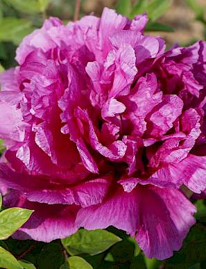 'PRETTY LADY' Tree Peony (Paeonia x rockii 'flare pretty lady')