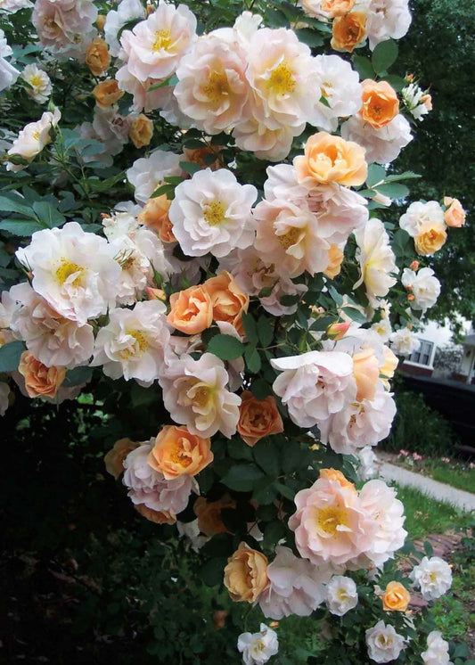'ABOVE AND BEYOND' Climbing Rose (Rosa x 'above and beyond')