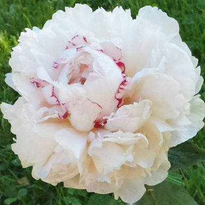 'ROSEMARIE LINS' Peony (Paeonia x lactiflora 'rosemarie lins')