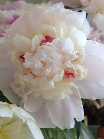 'ROSEMARIE LINS' Peony (Paeonia x lactiflora 'rosemarie lins')