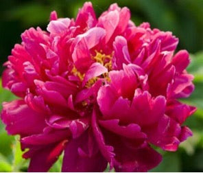 'ROSEWOOD PERFUME' 紫檀升烟 Peony (Paeonia x lactiflora 'ci chan sheng yan/rosewood perfume')