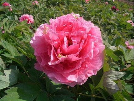 'ROSY JADE' 桃红飞翠Tree Peony (Paeonia x suffruticosa 'tao hong fei cui/Rosy Jade')