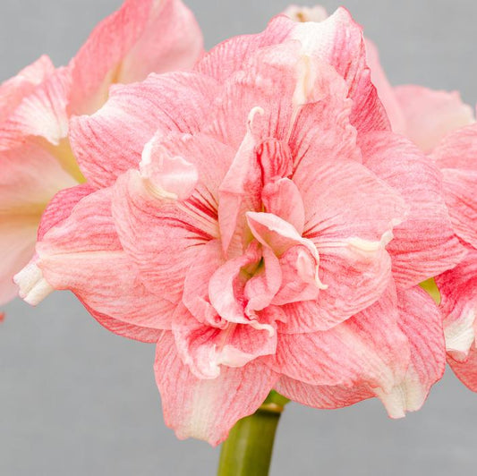 'ROZETTA' Amaryllis (Hippeastrum x 'rozetta')