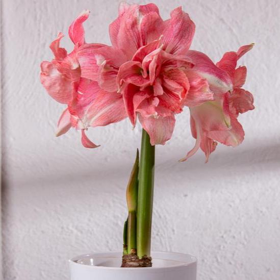 'ROZETTA' Amaryllis (Hippeastrum x 'rozetta')