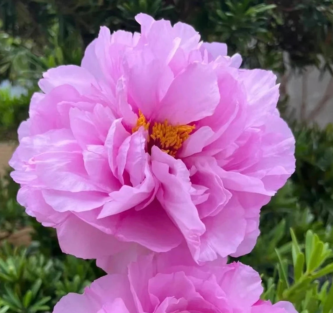 'DELICATE MAIDENLY FLOWER' 如花似玉 Tree Peony (Paeonia x suffruticosa 'ru hua si yu/delicate maidenly flower')