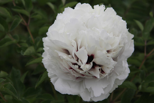 'FIRST SNOWFALL' 瑞雪 Tree Peony (Paeonia x suffruticosa 'rui xue/first snowfall')