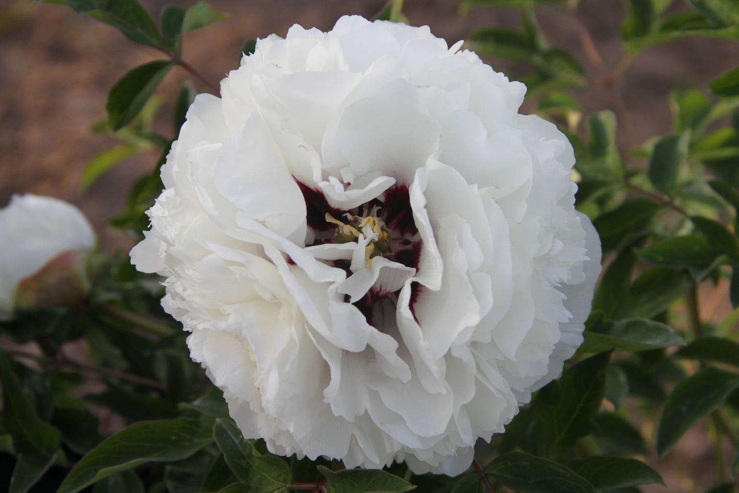 'AUSPICIOUS SNOW HERALDS A BOUNTIFUL HARVEST' 瑞雪兆丰年 (Paeonia x suffuticosa 'rui xue zhao feng nian/auspicious snow heralds a bountiful harvest')