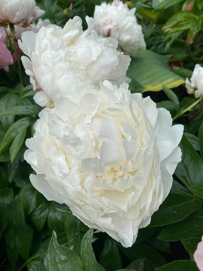 'WHITE LULLABY' Peony (Peonia x lactiflora 'white lullaby')