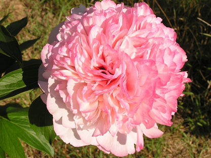 'SALMON GLORY' Peony (Paeonia x lactiflora 'salmon glory')