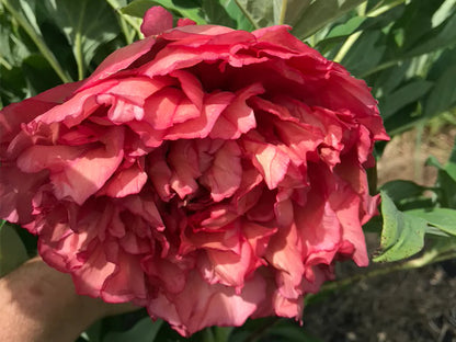 'SATIN ROUGE' Tree Peony (Paeonia x lutea 'satin rouge')