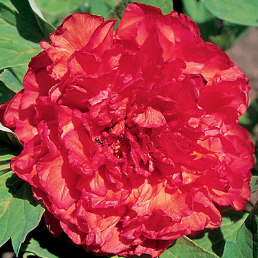 'SATIN ROUGE' Tree Peony (Paeonia x lutea 'satin rouge')