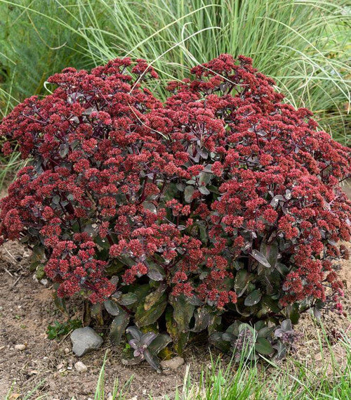 'TIRAMISU' Stonecrop (Sedum x 'tiramisu')