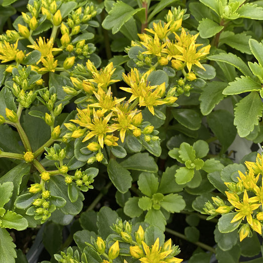 'BRIGHT IDEA' Stonecrop (Sedum x 'bright idea')