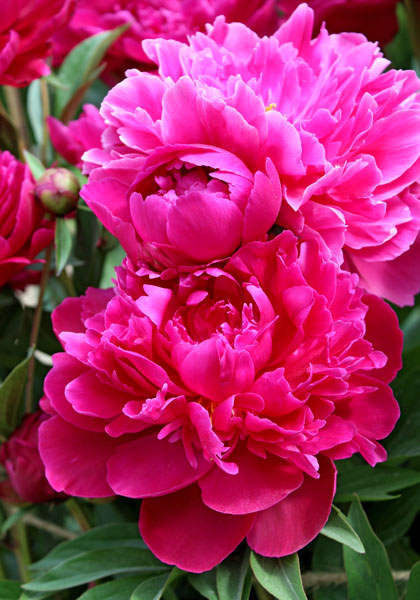 'SHAWNEE CHIEF' Peony (Paeonia x lactiflora 'swawnee chief')