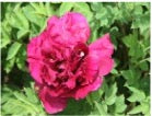 'FROSTY PURPLE DAWN' 紫袍晨霜 Tree Peony (Paeonia x suffruticosa 'mo guan yin xian/silver-threaded black crown')