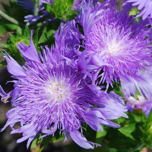 'PEACHIE'S PICK' Stoke's Aster (Stokesia laevis 'peachie's pick')