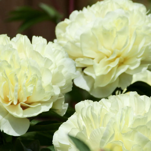 'SUNNY BOY' Peony (Paeonia x lactiflora 'sunny boy')