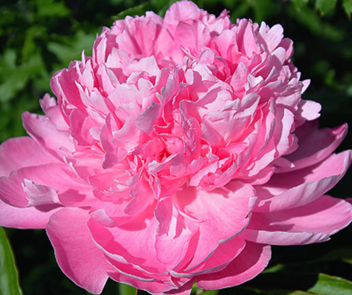 'susie Q' Peony (paeonia X Lactiflora 'susie Q') – Champlain Peony Company