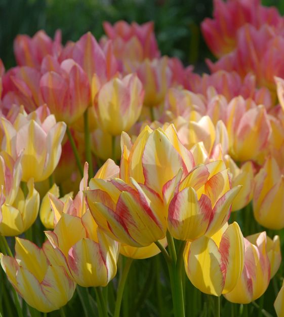 'TULIP' Garden tulips (Tulipa x)
