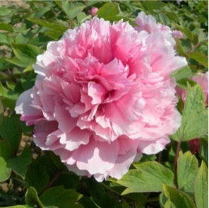 'PINK SNOWFALL' 桃花飞雪 Chinese Peony (Paeonia x lactiflora 'tao hua fei xue/pink snowfall')