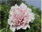 'THE GODDESS' 观音面 Tree Peony (Paeonia x suffruticosa 'guan yin mian/the goddess')