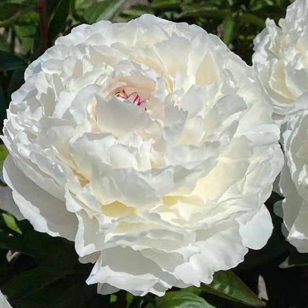 'WHITE LULLABY' Peony (Peonia x lactiflora 'white lullaby')