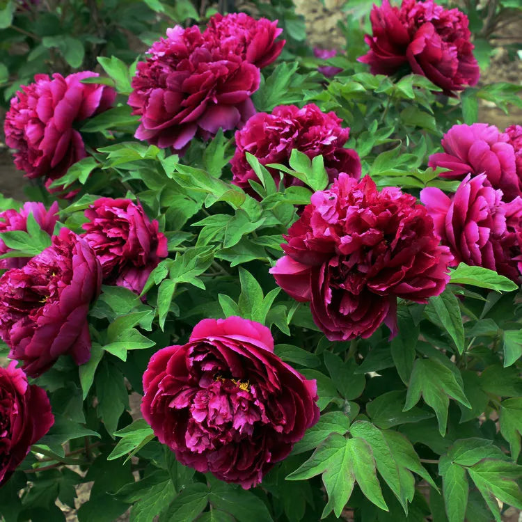 'RED CLOUDS' 彤云 Tree Peony (Paeonia x suffruticosa 'tong yun/red clouds')