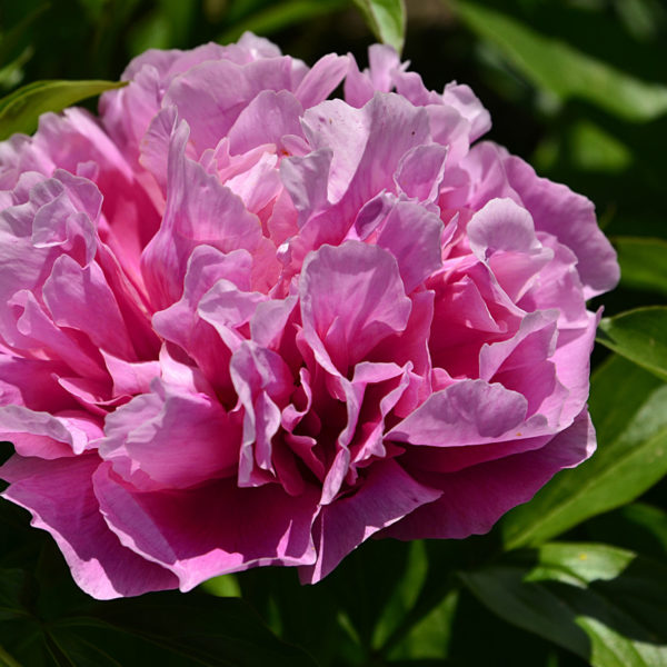 'VIRGINIA EMERSON' Peony (Paeonia x lactiflora 'virginia emerson')