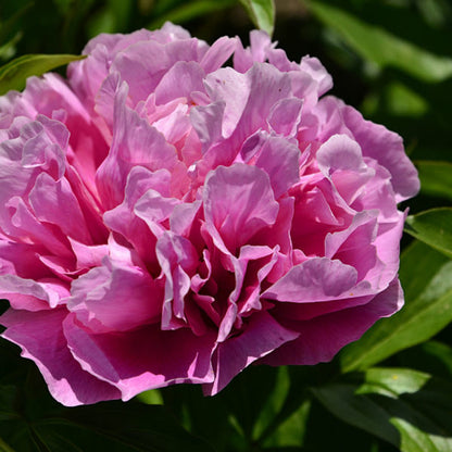 'VIRGINIA EMERSON' Peony (Paeonia x lactiflora 'virginia emerson')