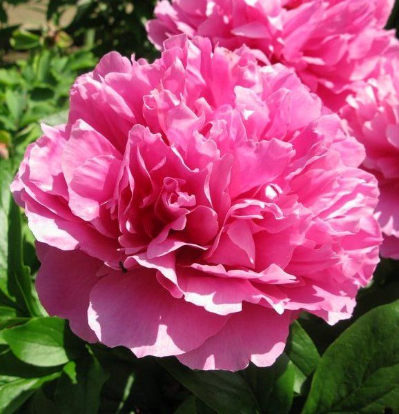 'VIRGINIA EMERSON' Peony (Paeonia x lactiflora 'virginia emerson ...