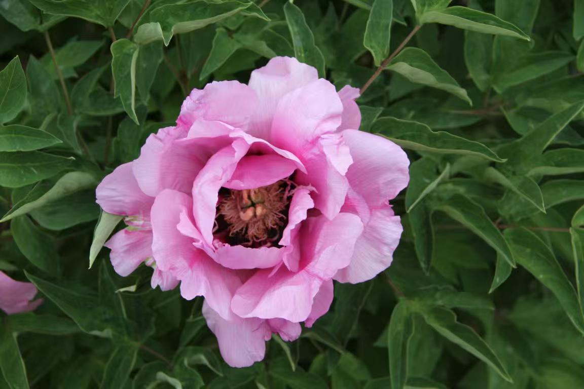 'EVENING PINK' Tree Peony (Paeonia x suffruticosa '晚花粉 wan hua fen/evening pink')