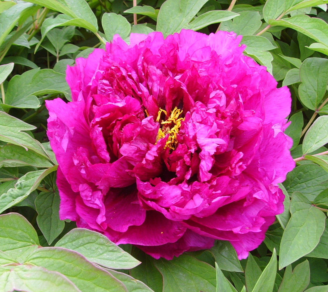 'AFTERGLOW OF NIGHTFALL' 晚霞余辉 Tree Peony (Paeonia x suffruticosa 'wan xia yu hui/afterglow of nightfall')