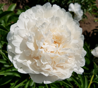 'K-NINA' Peony (Paeonia x lactiflora 'k-nina')