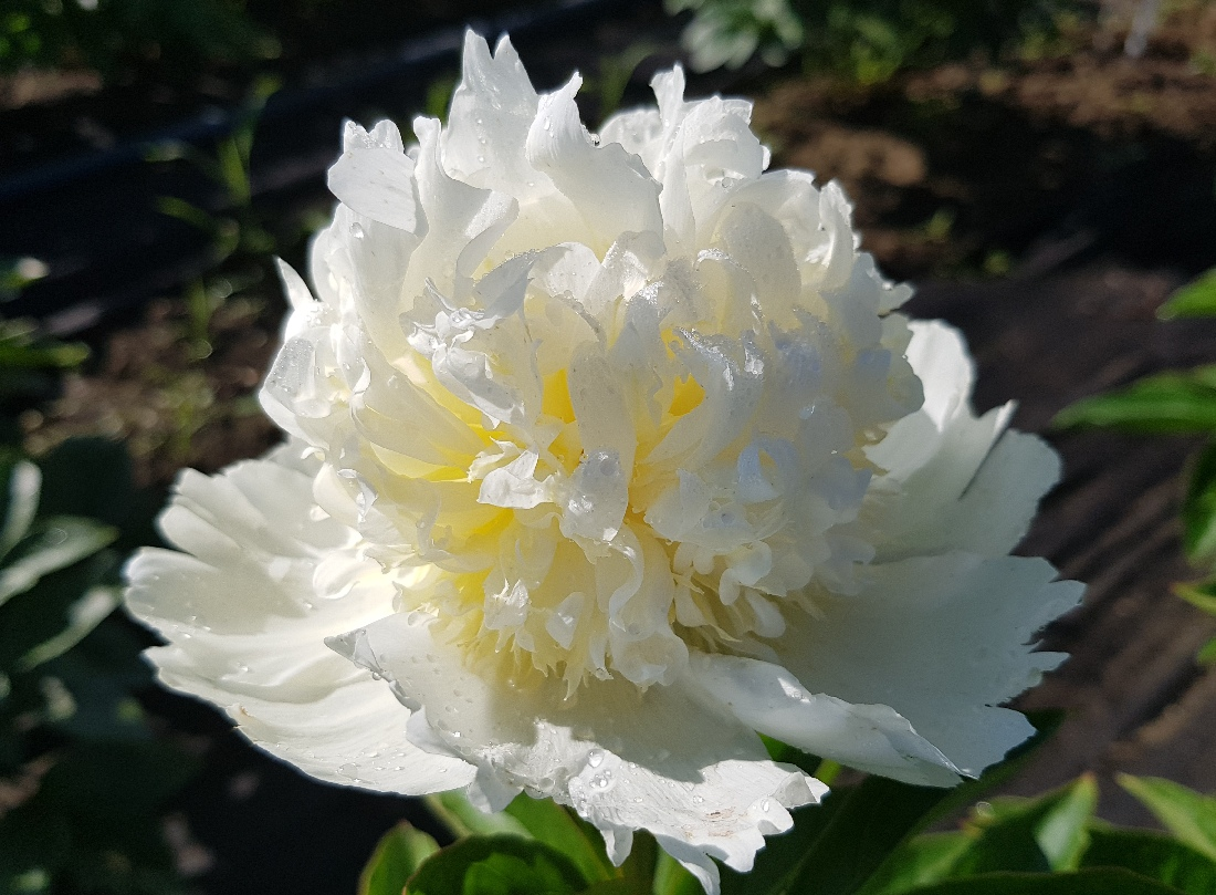 'MARSHMALLOW BUTTON' Peony (Paeonia x lactiflora 'marshmallow button')