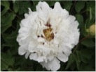 'WHITE JADE' 甘蓝玉 Tree Peony (Paeonia x suffruticosa 'gan lan lu/white jade')